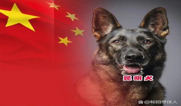 三角洲寻血猎犬技巧(再给我几个三角洲寻血猎犬的技巧) 三角洲寻血猎犬技巧(再给我几个三角洲寻血猎犬的技巧)