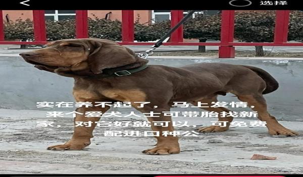 如何在三角洲里面开寻血猎犬(在《三角洲行动》里怎么用寻血猎犬?) 如何在三角洲里面开寻血猎犬(在《三角洲行动》里怎么用寻血猎犬?)