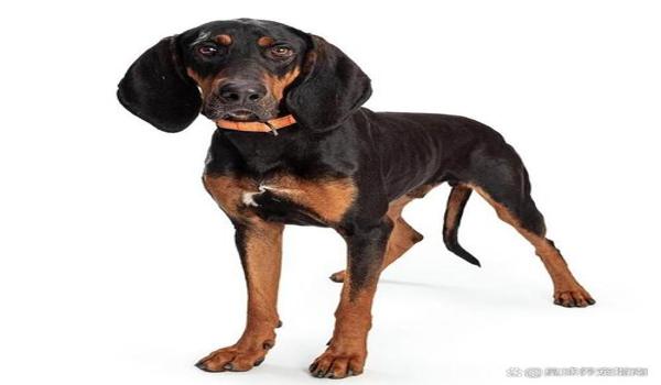 三角洲寻血猎犬不杀人会被封吗(用三角洲寻血猎犬一定会被封吗?) 三角洲寻血猎犬不杀人会被封吗(用三角洲寻血猎犬一定会被封吗?)